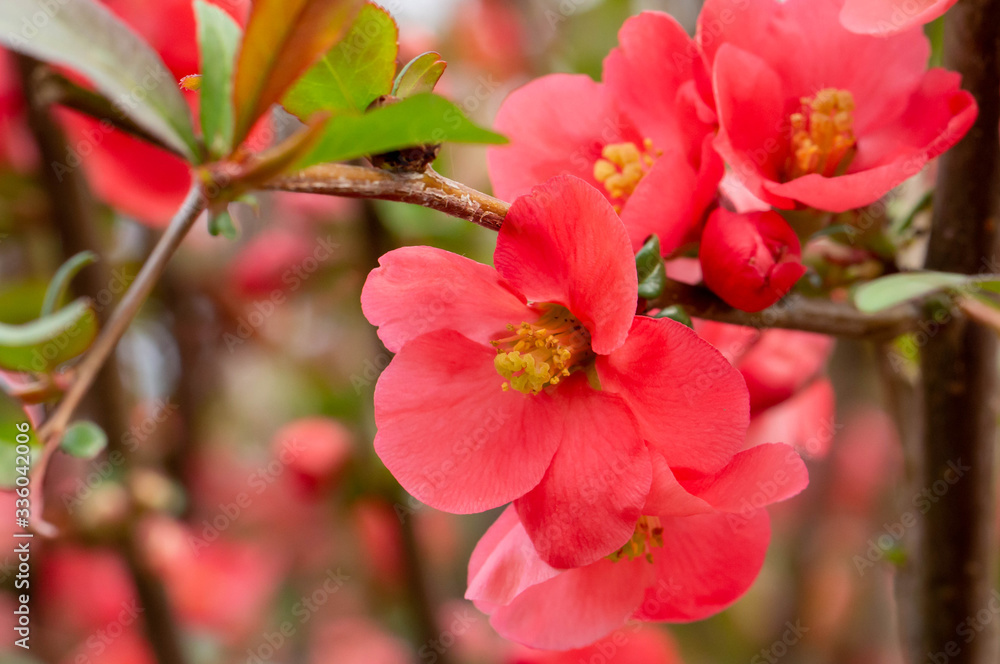 Beautiful pink and red henomeles flowers. Shrub without leaves blooms in early spring. Delicate petals and yellow stamens and pistils with nectar. Greeting card or bouquet. Symbol of awakening nature Beautiful pink and red henomeles flowers. Shrub without leaves blooms in early spring. Delicate petals and yellow stamens and pistils with nectar. Greeting card or bouquet. Symbol of awakening nature