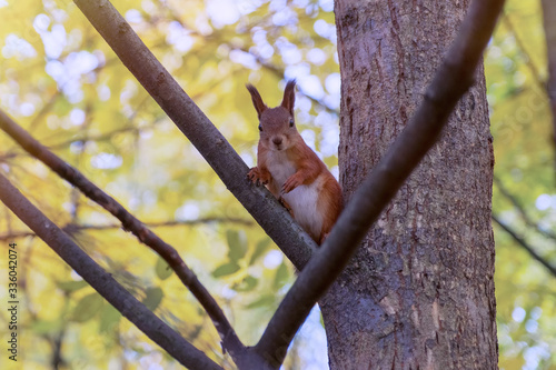 Squirrel in autumn park scene. Autumn squirrel portrait. © VLADISLAV