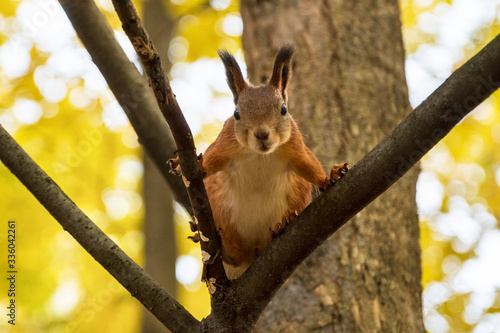 Squirrel in autumn park scene. Autumn squirrel portrait. photo