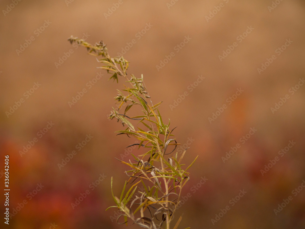 Fototapeta premium OLYMPUS DIGITAL CAMERA