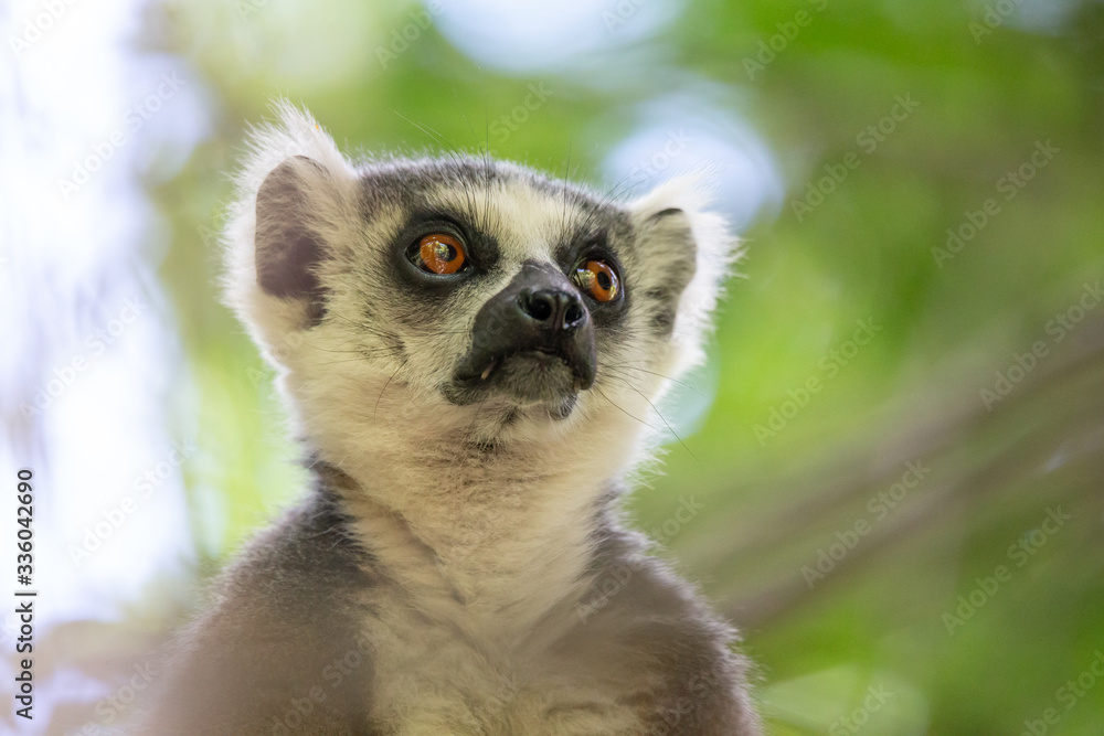 Fototapeta premium A portrait of a ring-tailed lemur on a tree
