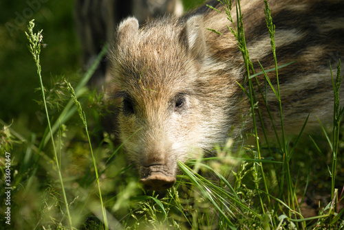 Adorable marcassin dans l'herbe d'une foret d'Europe photo