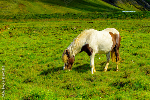 Beautiful Icelandic horses grazing 