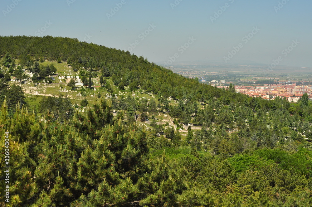 natural Landscape in the countryside. Trees on the hill
