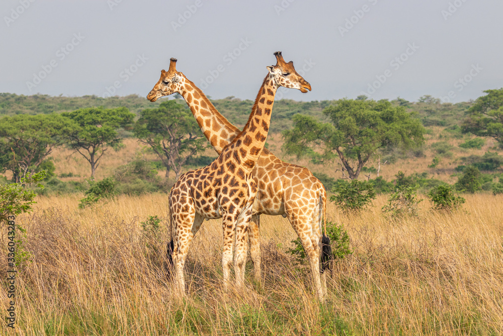 Fototapeta premium Two male giraffes ( Giraffa camelopardalis rothschildi) fighting each other, this is the part of a dance of two giraffes, , Murchison Falls National Park, Uganda.