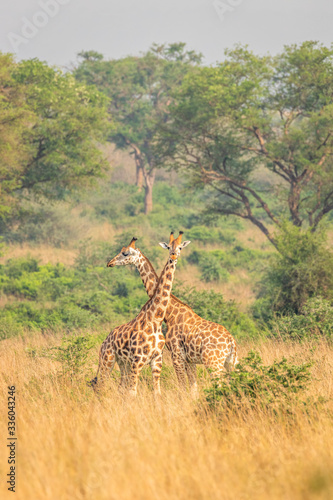 Two male giraffes   Giraffa camelopardalis rothschildi  fighting each other  this is the part of a dance of two giraffes    Murchison Falls National Park  Uganda.
