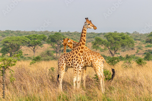 Two male giraffes ( Giraffa camelopardalis rothschildi) fighting each other, this is the part of a dance of two giraffes, , Murchison Falls National Park, Uganda.
