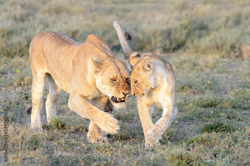 Lioness (Panthera leo) trying to lose the cub for hunting, Ngorongoro conservation area, Tanzania.