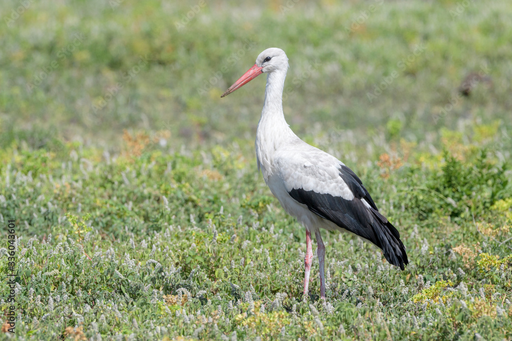 Fototapeta premium White Stork (Ciconia ciconia) standing on savanna, Ngorongoro conservation area, Tanzania.