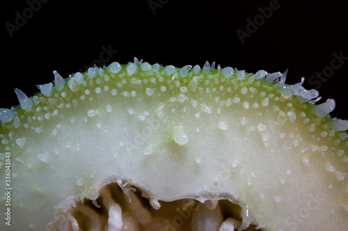 unripe papaya on black background photo