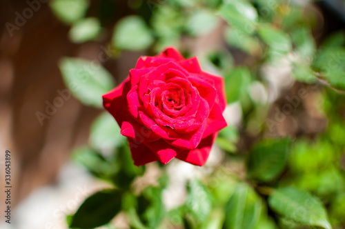 Red rose on the plant in a garden