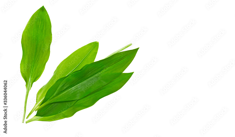 Chopped fresh wild garlic, ramson isolated on white background. Allium ursinum, known as wild garlic, ramson. Isolated on white background. Fresh ramsons leaves. Wild garlic leaves. Healthy vegetable. Chopped fresh wild garlic, ramson isolated on white background. Allium ursinum, known as wild garlic, ramson. Isolated on white background. Fresh ramsons leaves. Wild garlic leaves. Healthy vegetable.