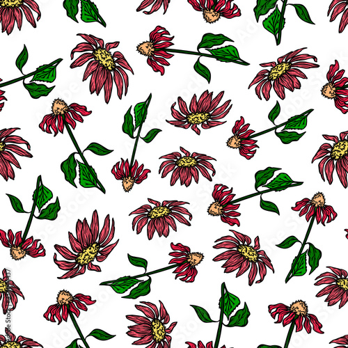 pattern seamless medical plants echinacea flower nature vector background illustration color colored texture textile wrap homeopathic