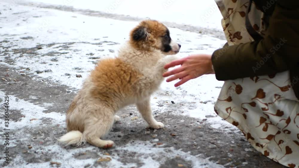 Girl playing with a puppy in the snow Girl playing with a puppy in the snow