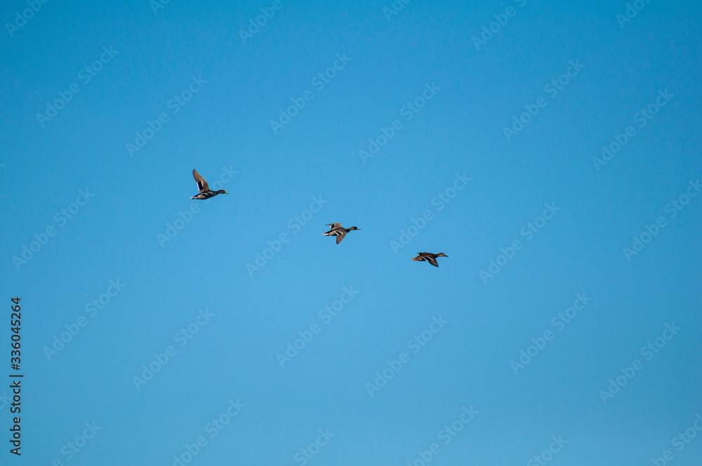 Three ducks flying in the blue sky