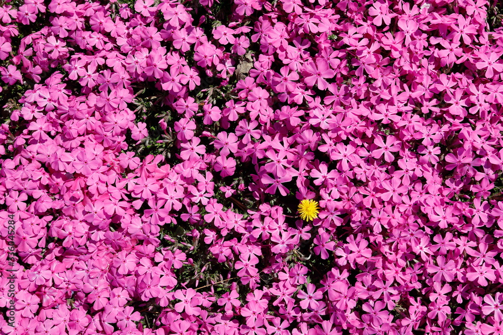 노란 민들레꽃과 분홍색 꽃잔디