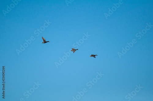 Three ducks flying in the blue sky
