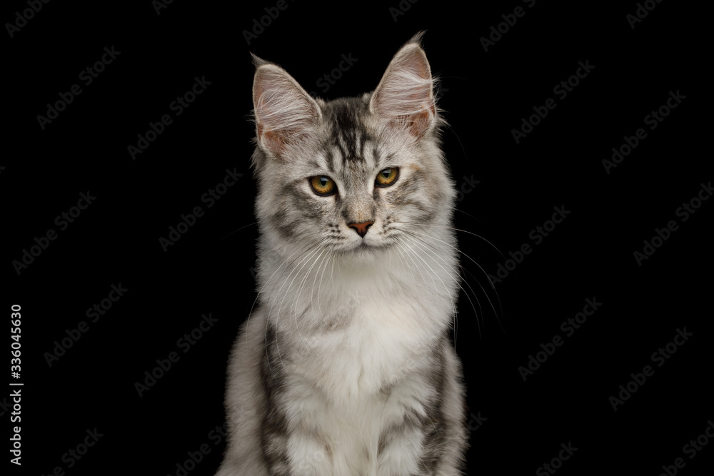 Portrait of Tabby Maine Coon Cat with Brush on ears, Isolated Black Background Portrait of Tabby Maine Coon Cat with Brush on ears, Isolated Black Background