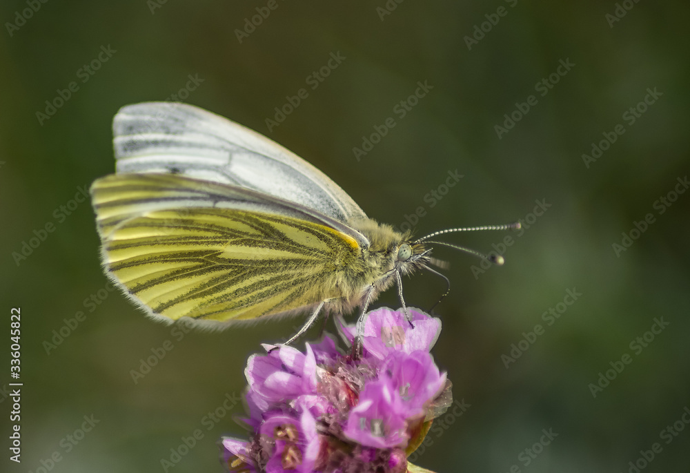 butterfly on flower butterfly on flower