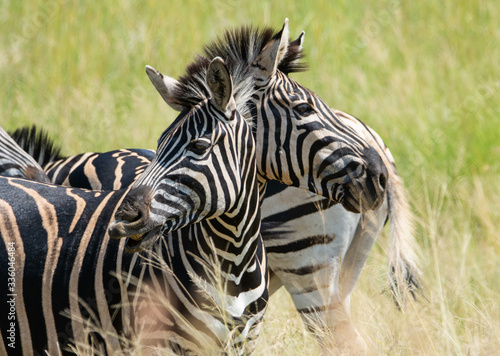 two headed zebra