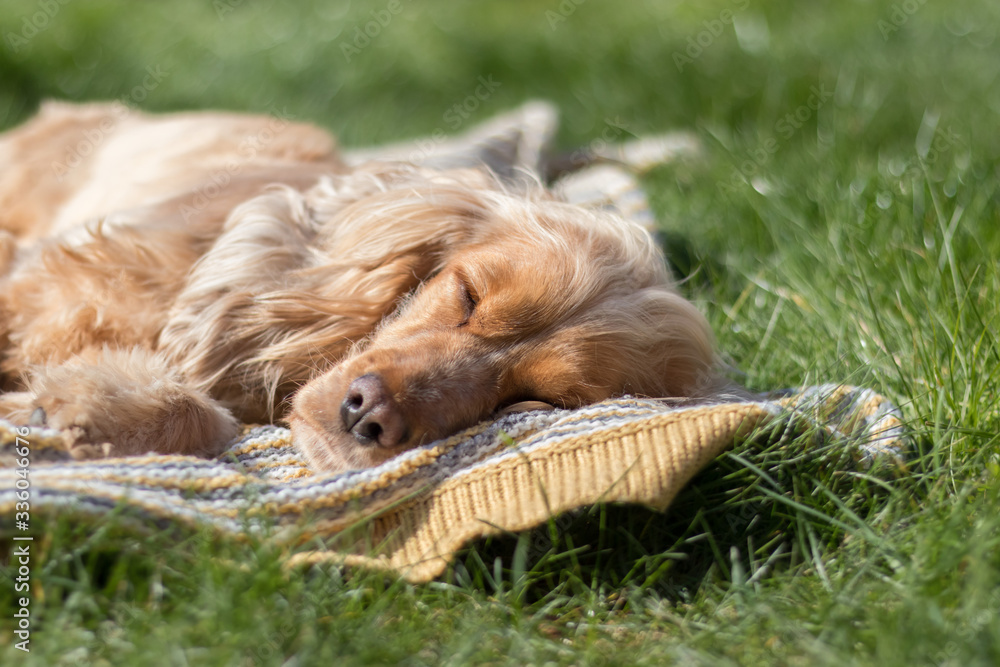 cocker spaniel dog relaxing and resting on grass outdoors and outside on summer vacation holidays
