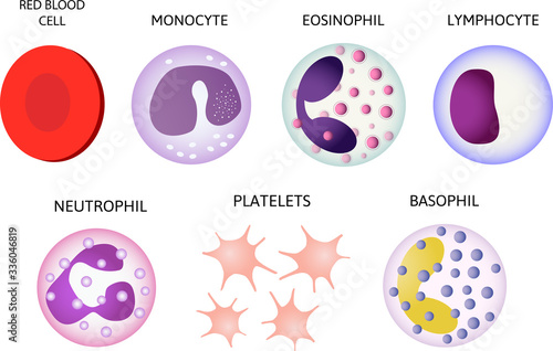 Blood cells. Set of colored cells. Red blood cells, platelets, leukocytes,