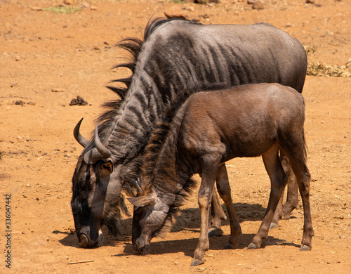 mother and baby blue wildebeest standing together facing left