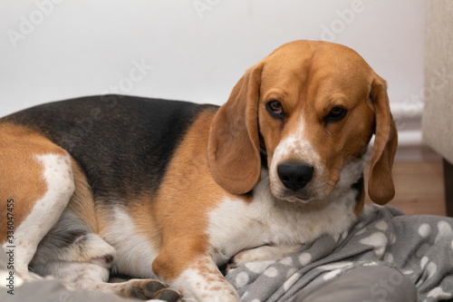 Tired beagle dog looking to the camera