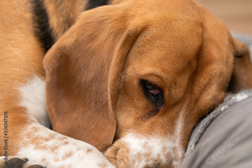 Sleepy beagle dog having a nap indoors