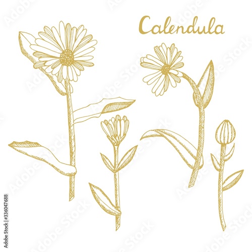 Calendula. Collection of hand drawn flowers and plants. Set of medicinal herbs sketch. Illustration in the style of engraving. Botanical plant illustration.