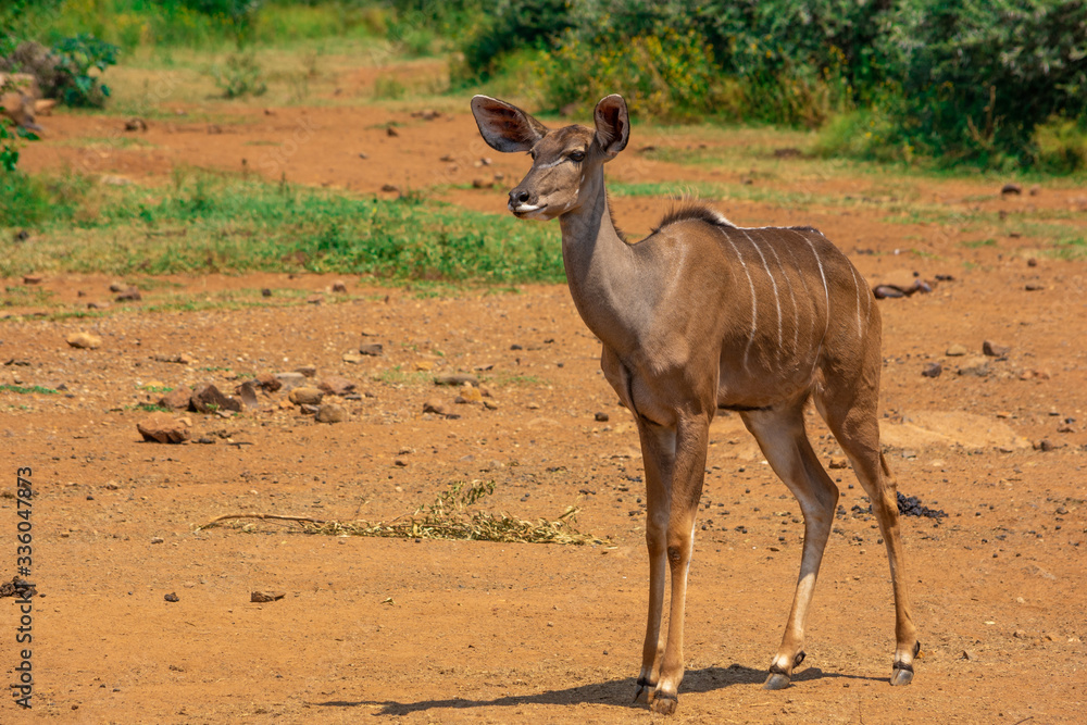 immature kudu standing and looking left with copy space on left immature kudu standing and looking left with copy space on left