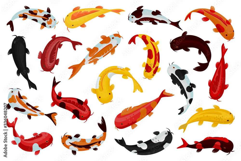 Asian carp vector cartoon set icon. Vector illustration fish on white background. Cartoon set icon japan carp. Asian carp vector cartoon set icon. Vector illustration fish on white background. Cartoon set icon japan carp.