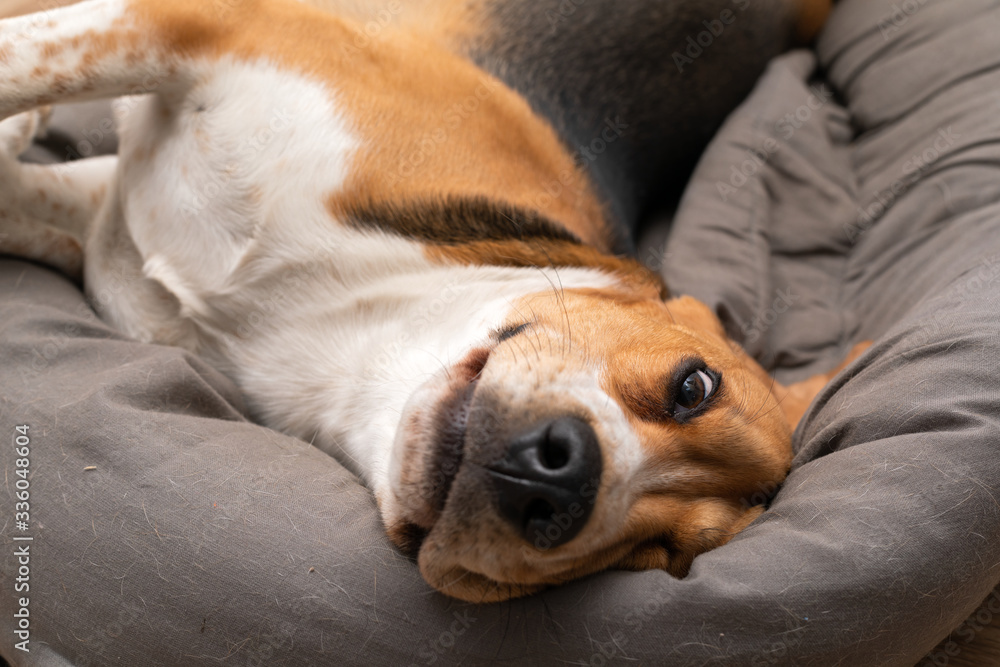 Lazy beagle puppy lying on his pillow indoors