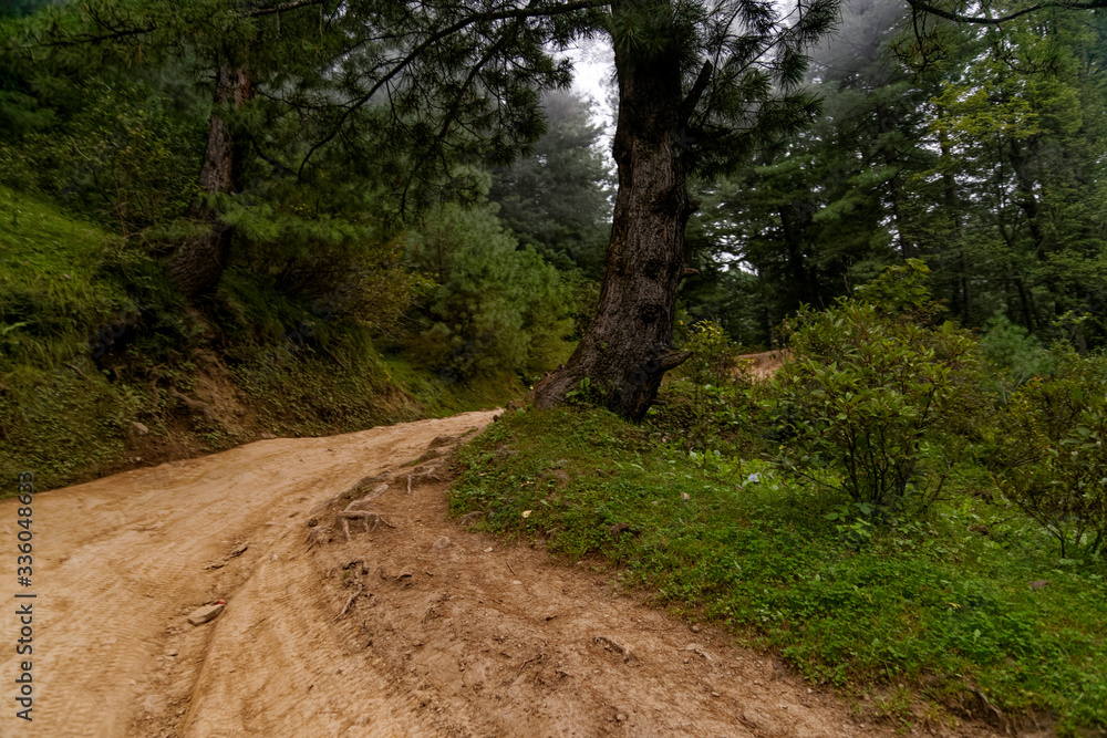 Fototapeta premium Dirt road in the woods