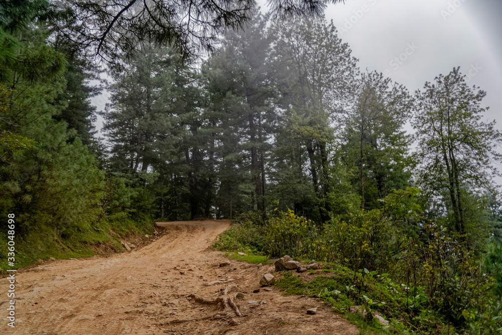 Fototapeta premium Path in the woods