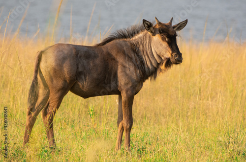 immature blue wildebeest standing in the tall grass looking right