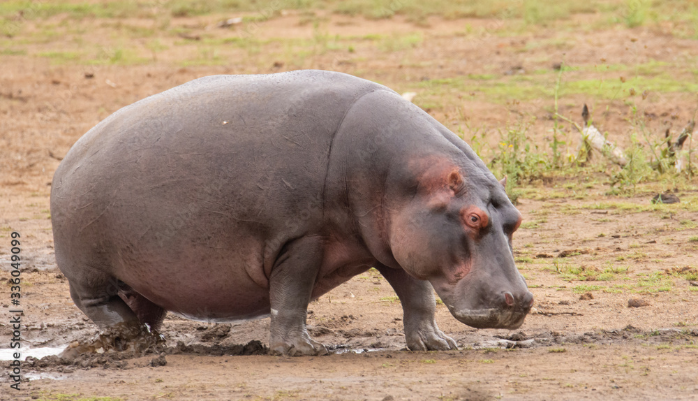 Hippopotamus walking though the mud towards right Hippopotamus walking though the mud towards right