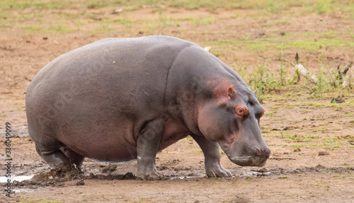 Hippopotamus walking though the mud towards right