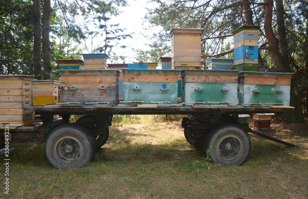 Fototapeta premium Beehives transportation in a trailer by a tractor to a new place in the forest for honey.