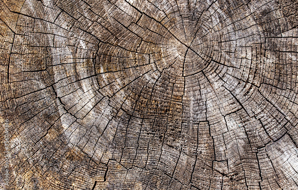 Fototapeta premium Wood texture of old cut tree trunk - wooden surface background 
