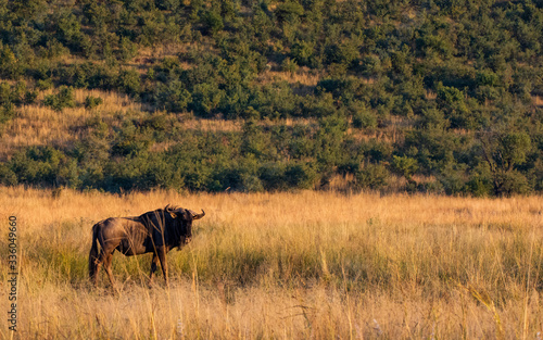 blue wildebeest standing in the grass wide view and copy space on right