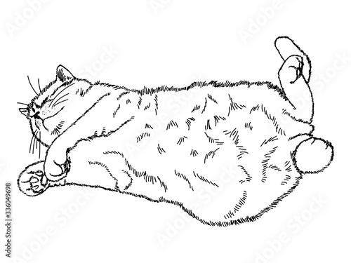 Drawing of a cute sleeping cat lying on its back with outstretched legs. Black and white illustration of an animal. Realistic image of an animal. Vector isolated characters line drawing illustration