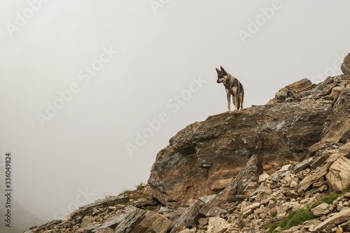 lupo cecoslovacco in montagna