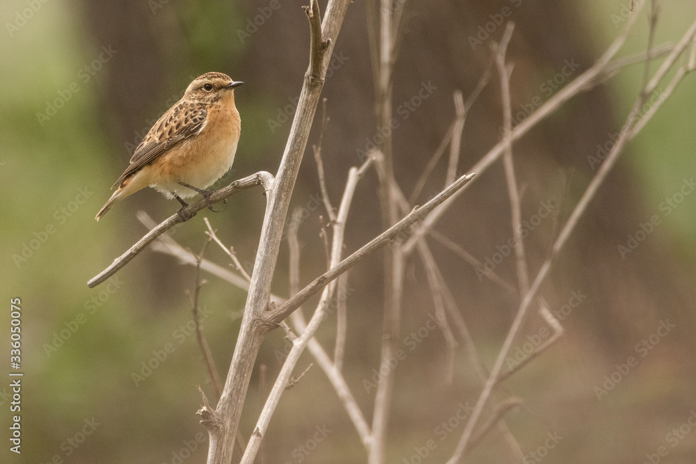 A whinchat (Saxicola rubetra) in a wet field A whinchat (Saxicola rubetra) in a wet field