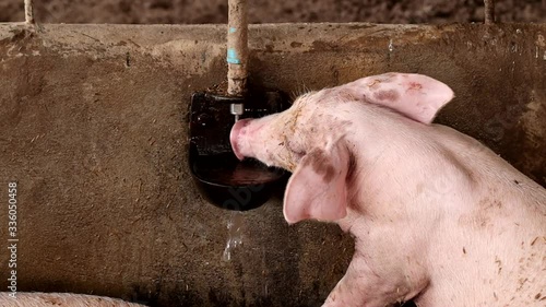 The pig is drinking water from an automatic water dispenser. Organic pig farm using matting rice husk
. Rural livestock, agriculture
