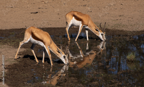 two springbok drinking at a water hole with reflection