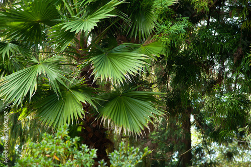 a tree with sharp leaves