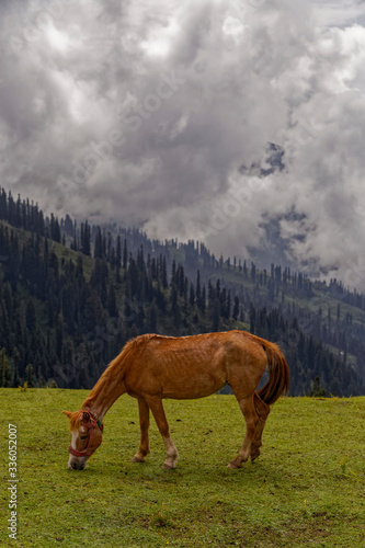 Brown horse grazing in the field with beautiful clouds and trees in the background in Naran Pakistan