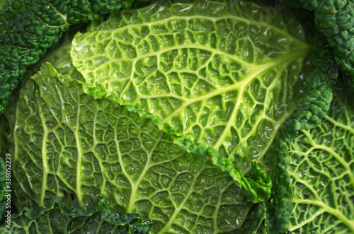 Green uncooked and whole savoy cabbage