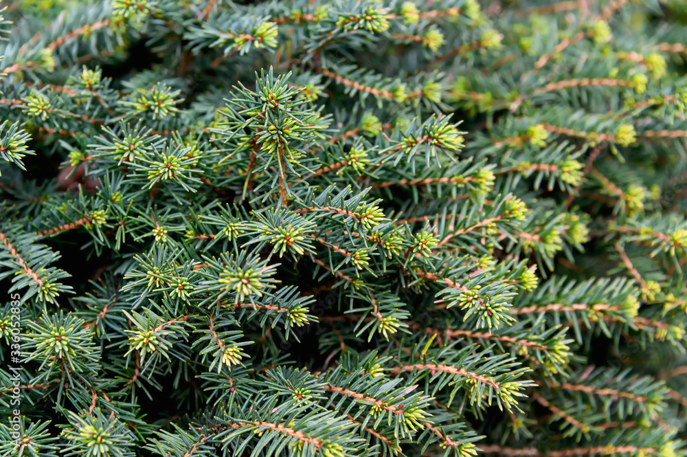 Background texture of a spruce branch for a Christmas card. Natural spruce branches. Background texture of a spruce branch for a Christmas card. Natural spruce branches.